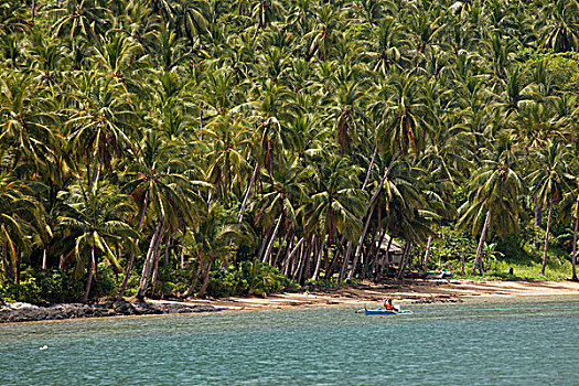 椰树,椰,海滩,埃尔尼多,巴拉望岛,菲律宾,亚洲