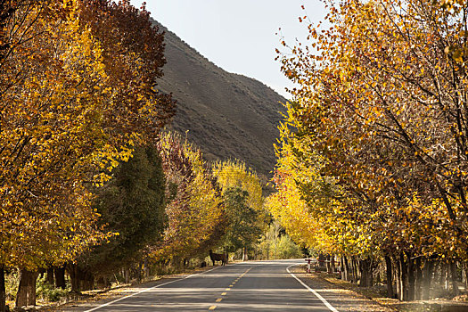 新疆,道路
