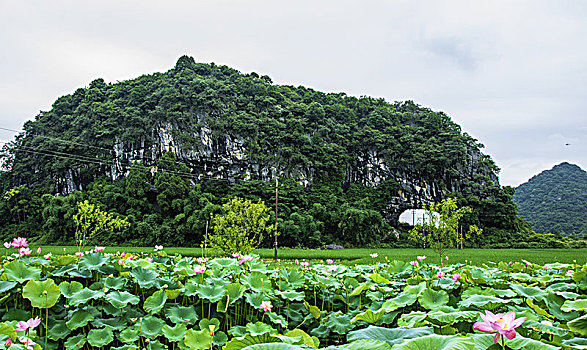 荷田风光