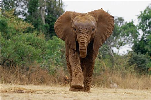 非洲象,孤儿,9个月大,摄影,东察沃国家公园,肯尼亚