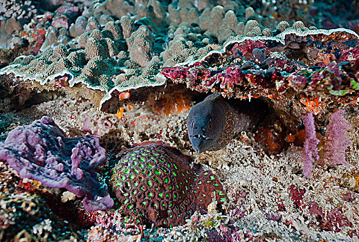 海鳗,裸胸鳝属,巴厘岛,印度尼西亚
