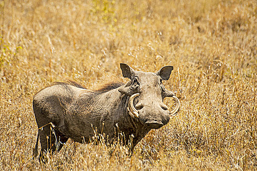 疣猪,恩戈罗恩戈罗国家公园,坦桑尼亚