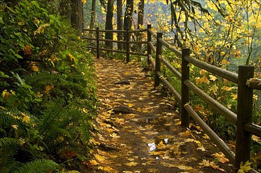 小路,通过,树林,秋天,银色瀑布州立公园,俄勒冈,美国