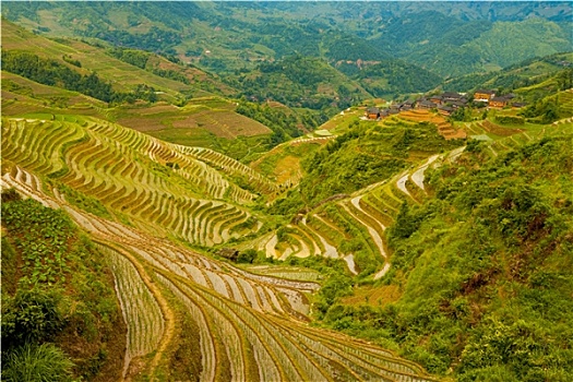 洪水,稻米梯田,山谷,传统,乡村