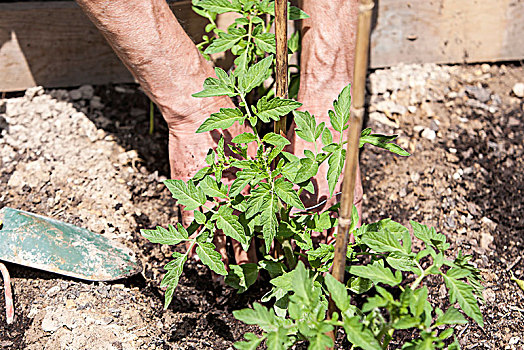 男人,种植,西红柿,幼苗