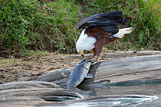 非洲鱼鹰,吼海雕,进食,鲶鱼,马赛马拉国家保护区,肯尼亚,非洲