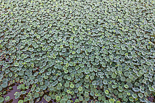 深圳洪湖公园的荷花池