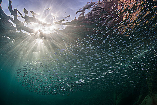 沙丁鱼,海洋,下加利福尼亚州,墨西哥
