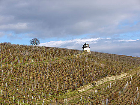 酒用葡萄种植区,黑森州,德国,欧洲