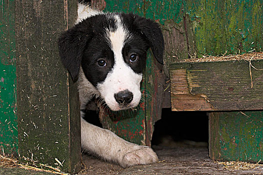 家犬,柯利犬,牧羊犬,小动物,看,谷仓,门,英格兰,欧洲