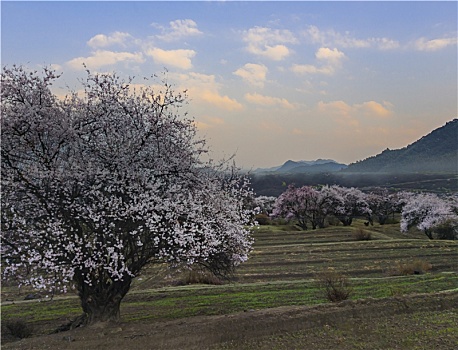 野桃花观赏圣地索松村