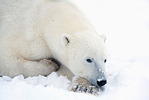 北极熊,挣眼,宁和,休息,丘吉尔市,曼尼托巴,加拿大