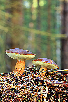 两个,褐蘑菇,松针,树林