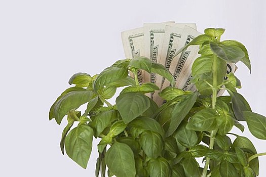 錢,植物