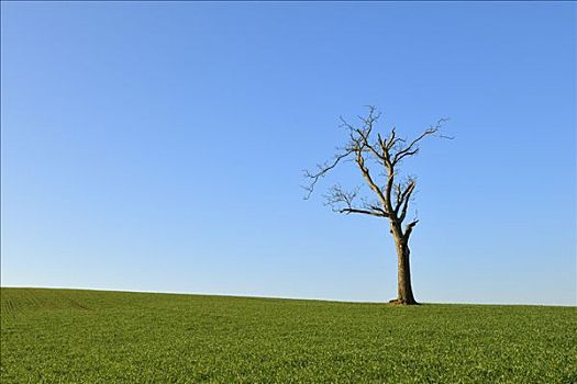 孤木,黑森州,德国