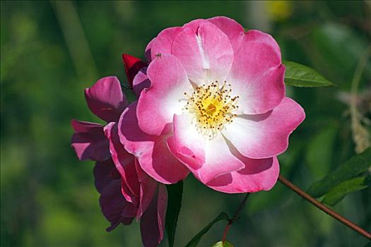 玫瑰,培育品种,爱尔福特,粉色