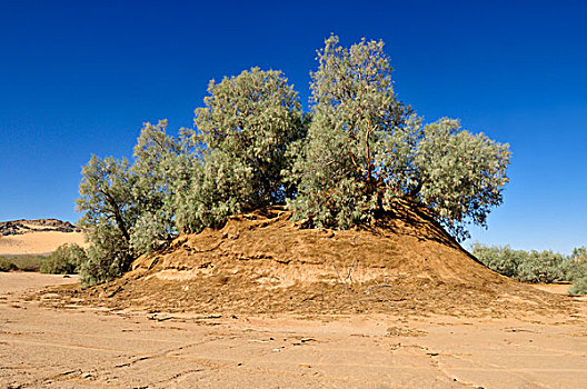 树,沙丘,旱谷,阿尔及利亚,撒哈拉沙漠,北非,非洲