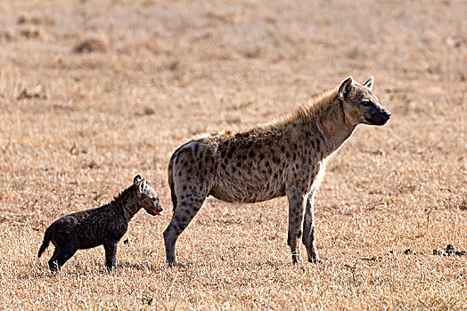 斑点,笑,鬣狗,斑鬣狗,幼兽,肯尼亚,非洲
