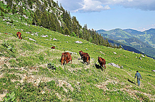 农民,阿尔卑斯草甸