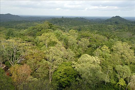 寺庙,热带森林,落叶树,斯里兰卡,南亚