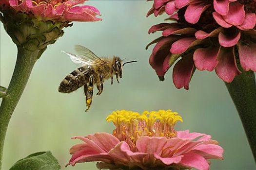 蜜蜂,意大利蜂,萨克森安哈尔特,德国