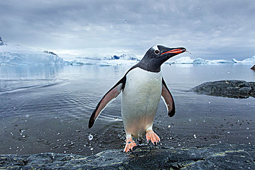 南极,岛屿,巴布亚企鹅,跳跃,海洋,岩石,海岸线,靠近,栖息地