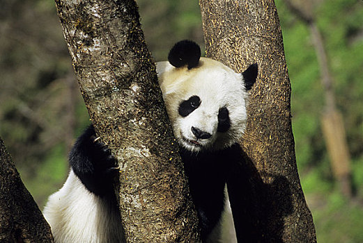 中国,四川,卧龙大熊猫保护区,大熊猫,树