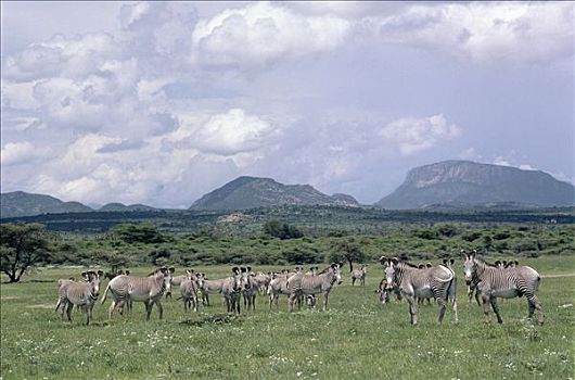 细纹斑马,野生,巨大,头部,大,耳,条纹图案,斑马,山脉,北方,肯尼亚,干燥,埃塞俄比亚
