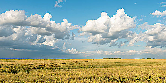 农田,草原,曼尼托巴,加拿大