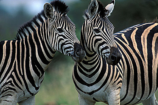南非,禁猎区,平原斑马,斑马,站立,并排,草地,喂食