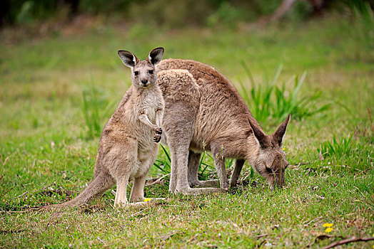 大灰袋鼠,灰袋鼠,成年,女性,小动物,喂食,国家公园,新南威尔士,澳大利亚,大洋洲