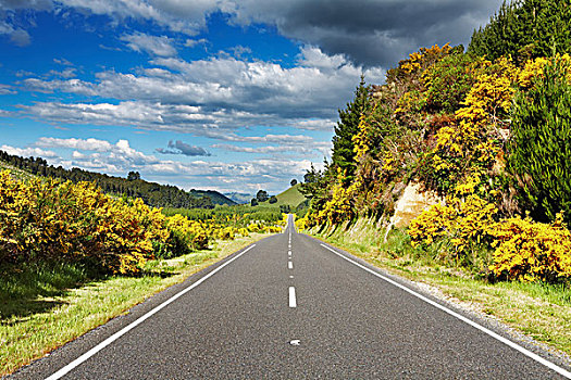 风景,道路,树林,新西兰