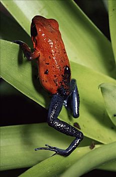 草莓箭毒蛙,雌性,蝌蚪,雨林,哥斯达黎加