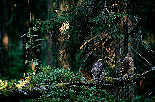 两个,苍鹰,树林,芬兰