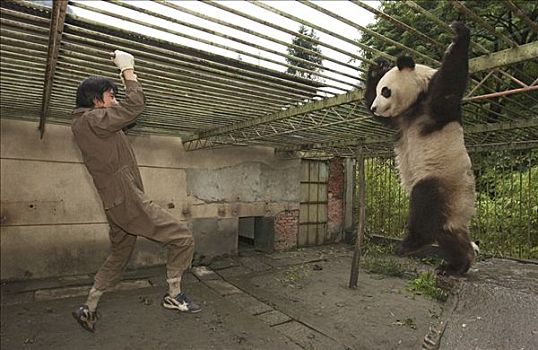大熊猫,研究人员,玩,中国,研究中心,卧龙自然保护区