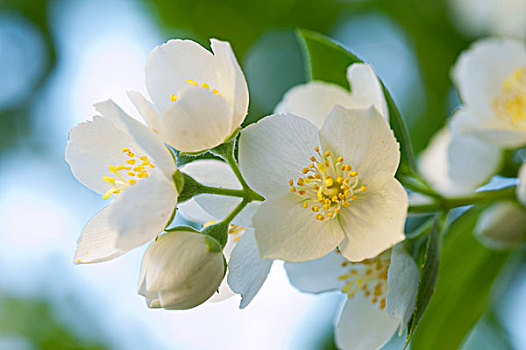 嫩枝,花,白色,茉莉