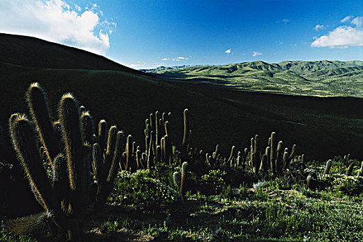 智利,国家公园,仙人掌,大幅,尺寸