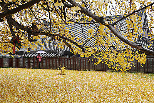 西安古观音禅寺千年银杏树