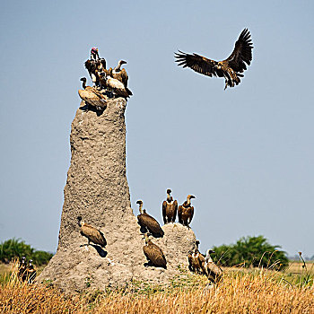 白背兀鹫,白背秃鹫,降落,白蚁窝,挨着,秃鹰,南非兀鹫,肉垂秃鹫,博茨瓦纳