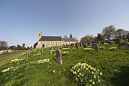 黄花,墓地,旁侧,教堂,诺森伯兰郡,英格兰