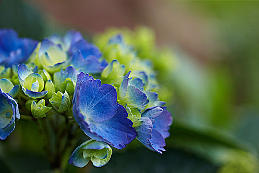 蓝色,多年生植物,花,开花,绿叶,花园,加拿大,特写