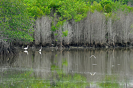 海南红树林自然保护区