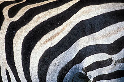 非洲,坦桑尼亚,塔兰吉雷国家公园,特写,平原斑马,斑马,条纹