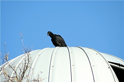 黑美洲鹫