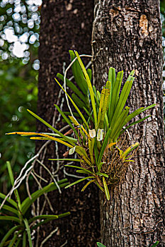 泰国清迈树林里树上生长的寄生植物