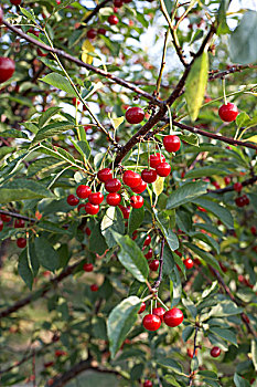 欧洲酸樱桃,比姆斯维尔,尼加拉瓜地区,安大略省,加拿大