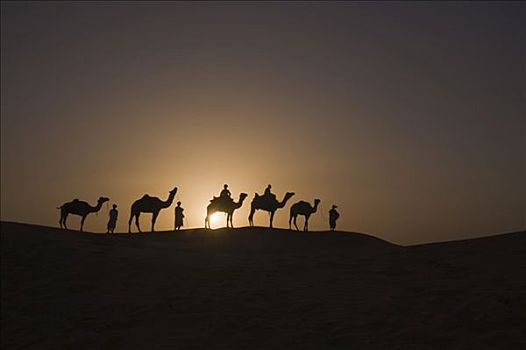 骆驼,日落,塔尔沙漠,拉贾斯坦邦,印度,南亚