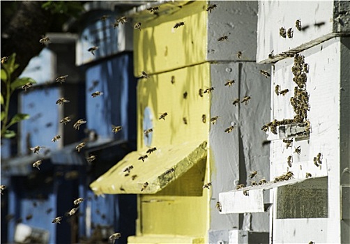 成群,蜜蜂,飞虫,蜂巢