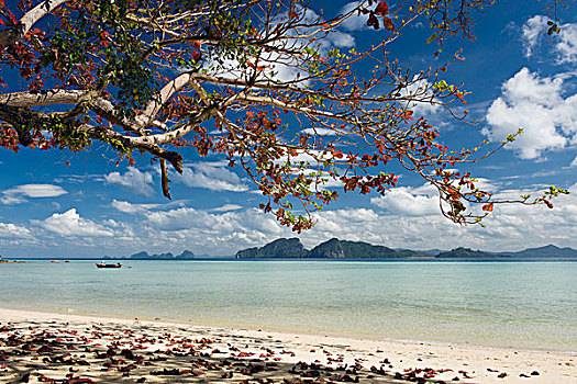 树,红叶,沙滩,苏梅岛,岛屿,省,泰国,东南亚,亚洲