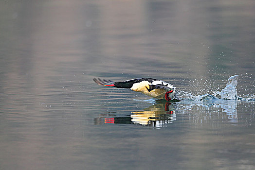 觅食戏水的中华秋沙鸭